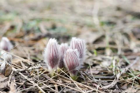 Grass a dream in early spring in the pine forest Stock Photos