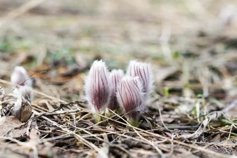 Grass a dream in early spring in the pine forest Stock Photos