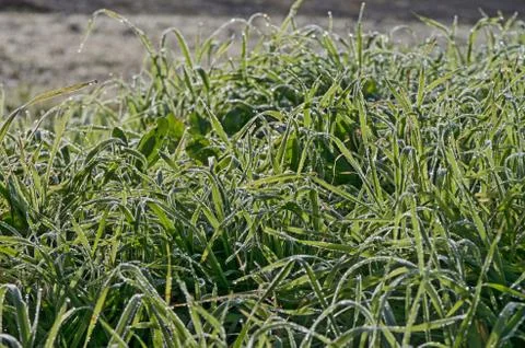 Grass with drew drops Stock Photos