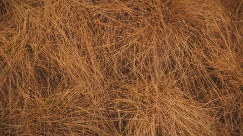 The grass, dried out from the autumn cold, sways in the wind, creating pictu Stock Footage 271145780