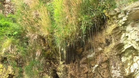 Grass dripping Stock Footage 95637531