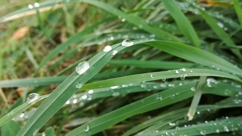 Grass-drop Stock Footage 116165207