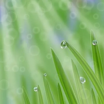 Grass in droplets of water with sunrays background. A nature fresh composition Stock Illustration