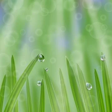 Grass in droplets of water with sunrays background. A nature fresh composition Stock Illustration