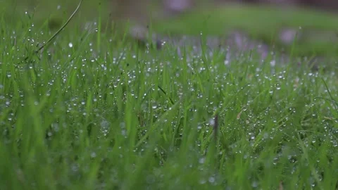 Grass in drops after rain. Stock Footage 151713502