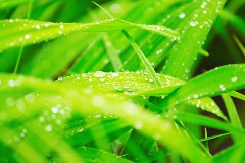 Grass in drops of dew Stock Photos