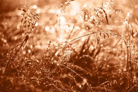 Grass with drops Stock Photos