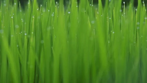 Grass with drops of water Video stock 93646916