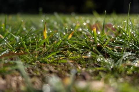 Grass with drops of water Stock Photos