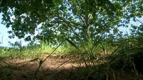 Grass in dry land Stock Footage 11163813