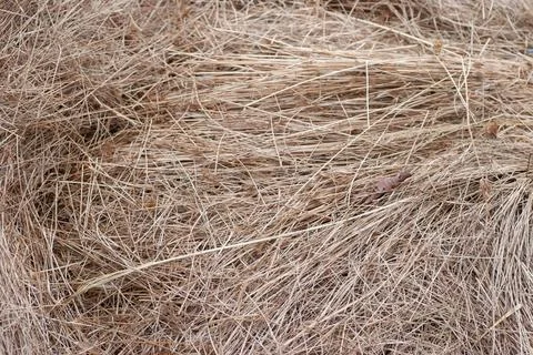 Grass Dry Pattern,  dry grass field with clipping path. 13 Nov 2005 Stock Photos