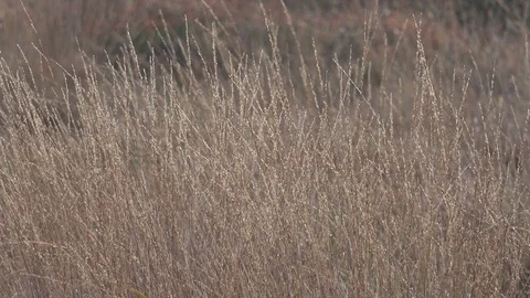 Grass on dune, close up, wind, Thy National Parka Stock Footage 118463283