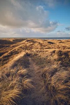 Grass Dunes in Denmark Stock Photos