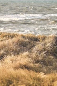 Grass Dunes in Denmark Stock Photos