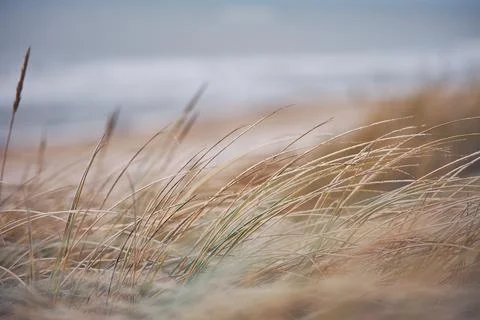 Grass Dunes in Denmark Stock Photos