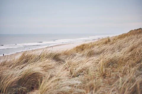 Grass Dunes in Denmark Stock Photos