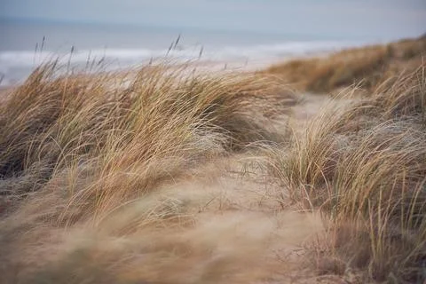 Grass Dunes in Denmark Stock Photos