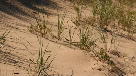Grass in the dunes Stock Footage 231239285