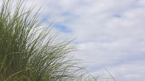 Grass in the dunes moves in the wind. Stock Footage 283671725