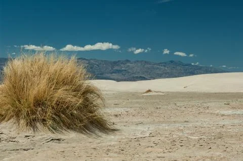 Grass by the dunes Stock-Fotos