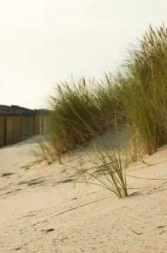 Grass in the dunes Stock Photos
