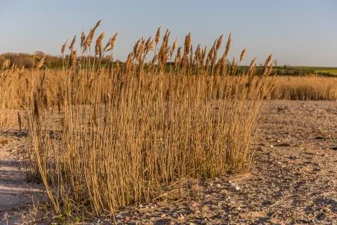 Grass on the dunes Stock Photos