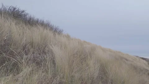 Grass on dunes in the wind Stock Footage 150266211