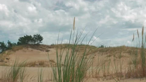 Grass on the dunes on windy, cloudy day. Static, handheld but stable take. Stock Footage 130316686