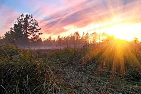 Grass during the dawn of the sun Stock Photos