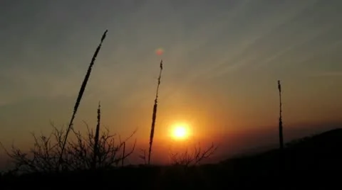 Grass in the Dusk Stock Footage 10559291