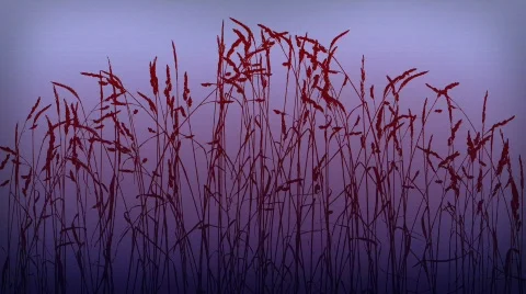Grass dusk loop Stock Footage 475231