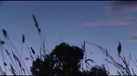 Grass at dusk Timelapse Stock Footage 2304612