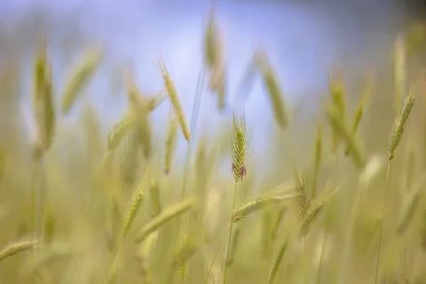 Grass ear Abstract Background in spring Stock Photos