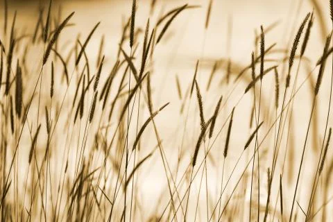 Grass ear background Stock Photos