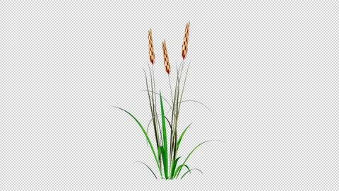 Grass Ear Growing Alpha Channel 库存影片 265420916