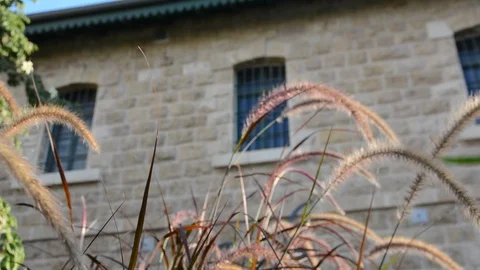 Grass ear spikes at the sunset. Spikelets are flying in the wind against the sun Stock-Footage 93855984