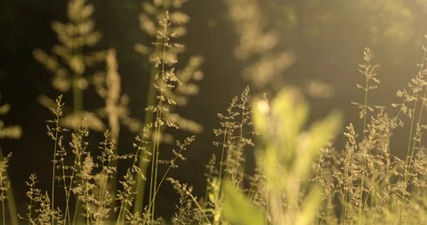 Grass ear spikes at the sunset. Spikelets are flying in the wind against the sun 스톡 동영상 122656073