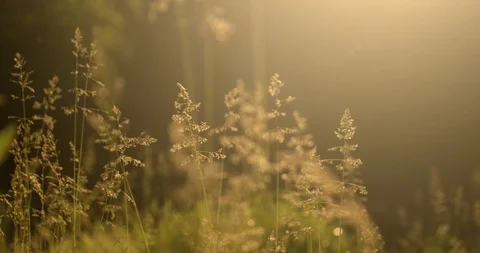 Grass ear spikes at the sunset. Spikelets are flying in the wind against the sun Stockbeeldmateriaal 124488979
