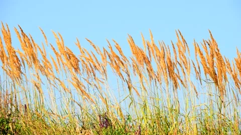Grass ears blowing in the wind on blue sky Stock Footage 201284966