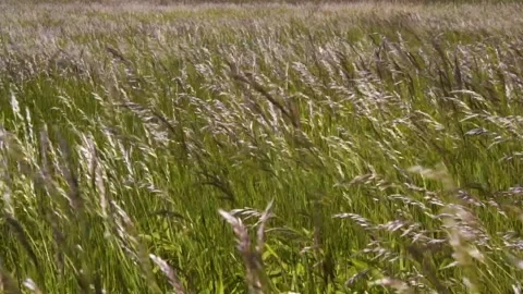 Grass ears moved in the wind Stock Footage 143992357