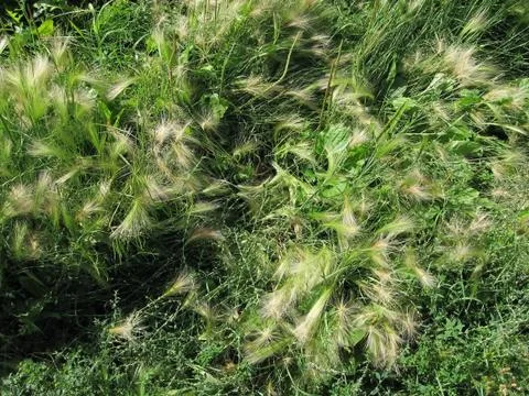 Grass with ears Stock Photos