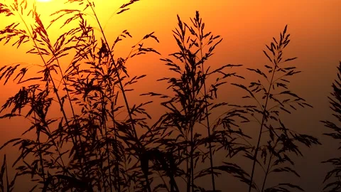 Grass ears under colorful sunset light Stock Footage 200877768