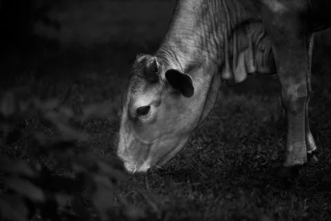 Grass eater  Stock Photos
