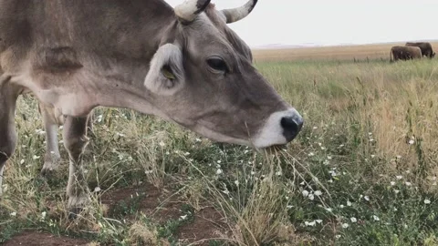 Grass eating cow, close up Stock Footage 137579741