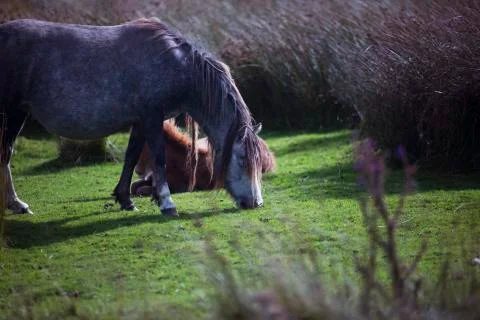 Grass eating pony  Stock Photos