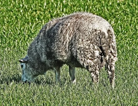 Grass eating sheep Stock Photos