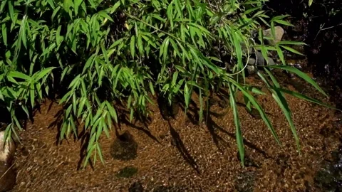 Grass on the edge of a clear river Stock Footage 297631227