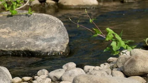 Grass on the edge of a creek swaying in the wind Stock Footage 323040403