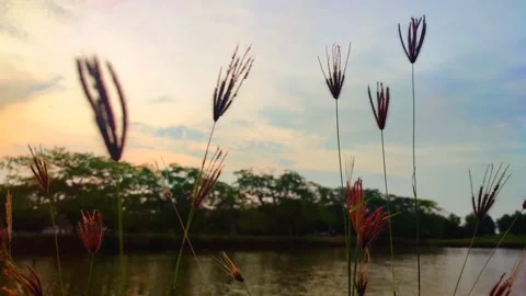 Grass At The Edge Of The Dusk Lake Stock Footage 230701192