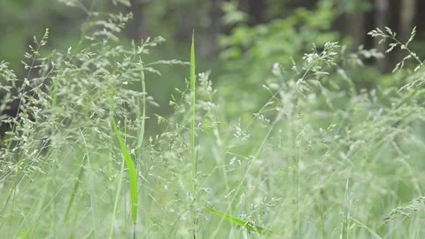 Grass at the edge of the forest. Video stock 155365260